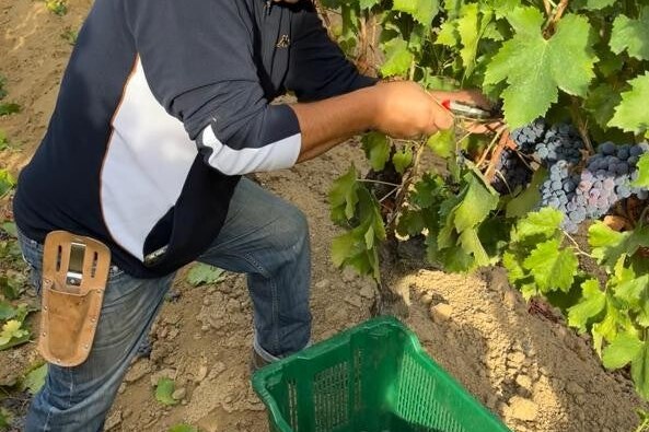 Vendemmia manuale fra i filari della cantina