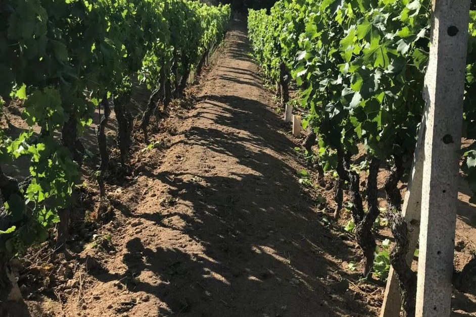 Filari di vecchie viti nodose ai lati di un sentiero sterrato tra luci e ombre, vigneto della Cantina Grassa