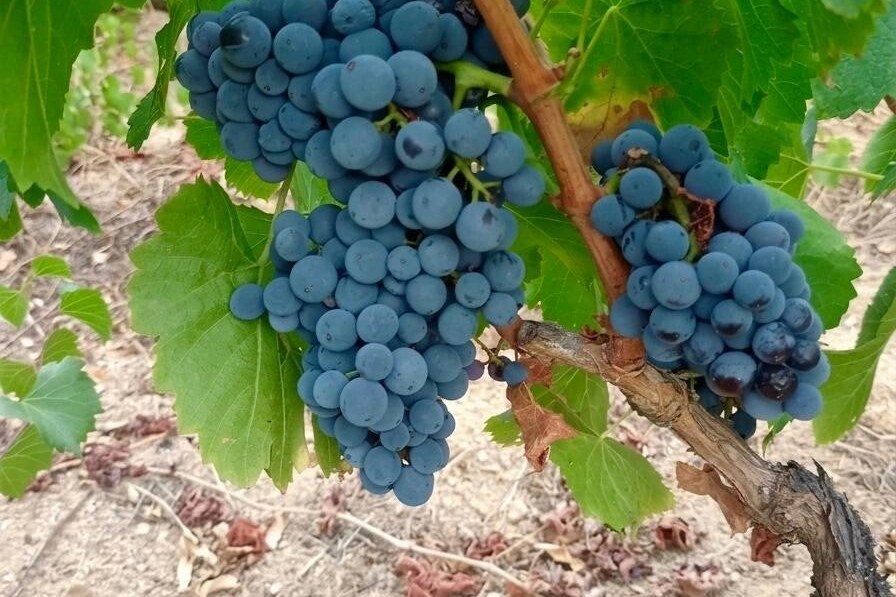 Grappoli di uva nera nei vigneti della cantina